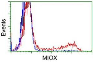 HEK293T cells transfected with either RC210070 overexpress plasmid (Red) or empty vector control plasmid (Blue) were immunostained by anti-MIOX antibody (ABIN2453307), and then analyzed by flow cytometry. (MIOX antibody)