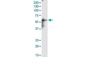 CEP55 antibody  (AA 1-464)