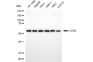 anti-Chaperonin Containing TCP1, Subunit 4 (Delta) (CCT4) antibody