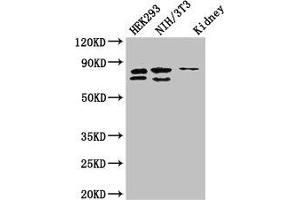 Western Blot Positive WB detected in: HEK293 whole cell lysate, NIH/3T3 whole cell lysate, Mouse kidney tissue All lanes: NUP85 antibody at 2. (NUP85 antibody  (AA 201-500))