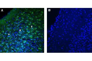 Expression of TMEM175 in mouse piriform cortex. (TMEM175 antibody  (AA 278-291))