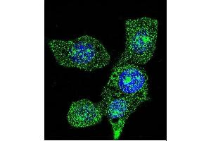 Confocal immunofluorescent analysis of ACOX1 Antibody (ABIN659022 and ABIN2838046) with Hela cell followed by Alexa Fluor® 488-conjugated goat anti-mouse lgG (green). (ACOX1 antibody)