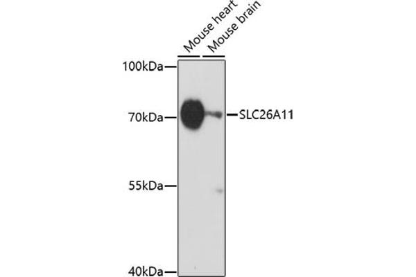 SLC26A11 抗体  (AA 500-600)