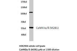 Western blot (WB) analysis of CaMKIIα/δ antibody in extracts from HEK293A cells. (CAMK2A antibody)