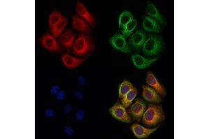ABIN6263703 and ABIN6276760 staining Hela cells by IF/ICC.