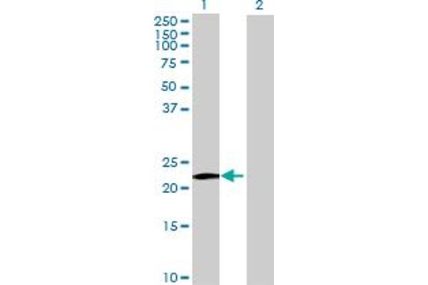 Membrane-Spanning 4-Domains, Subfamily A, Member 8 (MS4A8) (AA 1-250) antibody