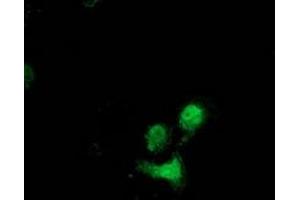 Anti-DSTN mouse monoclonal antibody (ABIN2454365) immunofluorescent staining of COS7 cells transiently transfected by pCMV6-ENTRY DSTN (RC203419). (Destrin antibody)