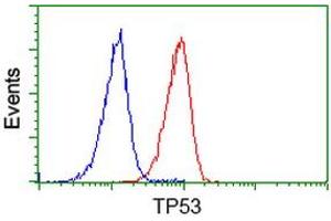 Image no. 3 for anti-Tumor Protein P53 (TP53) antibody (ABIN1499974) (p53 antibody)