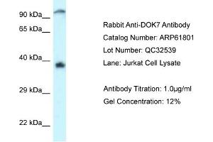Western Blotting (WB) image for anti-Docking Protein 7 (DOK7) (C-Term) antibody (ABIN2788906) (DOK7 antibody  (C-Term))