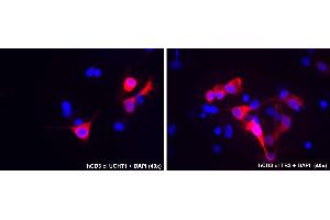 Immunocytochemistry staining of human CD3 epsilon and CD3 gamma transfected COS cells using mouse monoclonal antibodies anti-CD3, clones UCHT1 (left) and TB3 (right) indicated by Alexa Fluor 555 signal (red), DNA stained by DAPI (blue). (CD3 antibody)