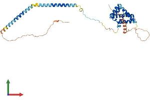 AlphaFold protein structure predicition of Human Recombinant CDC37L1 Protein, UniprotID Q7L3B6