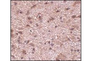 Immunohistochemistry of NIPSNAP3B in mouse brain tissue with this product at 2. (NIPSNAP3B antibody  (Center))