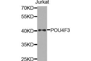 Western blot analysis of extracts of Jurkat cells, using POU4F3 antibody. (POU4F3 antibody)