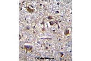 PK14 Antibody (Center /) (ABIN656420 and ABIN2845711) immunohistochemistry analysis in forlin fixed and paraffin embedded hun brain tissue followed by peroxidase conjugation of the secondary antibody and DAB staining. (MAPK14 antibody  (AA 158-192))