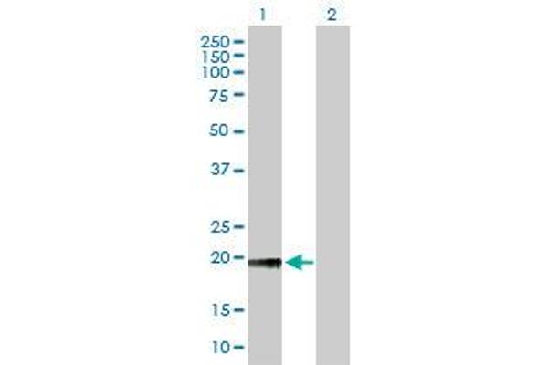 NOP56 antibody  (AA 49-174)