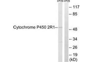 Western blot analysis of extracts from HT29 cells, using Cytochrome P450 2R1 Antibody.