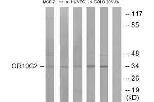 Western blot analysis of extracts from MCF-7 cells, HeLa cells, HUVEC cells, Jurkat cells and COLO cells, using OR10G2 antibody.