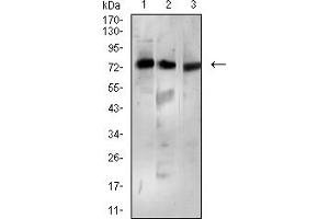 Western blot analysis using BTRC mouse mAb against Ramos (1), MCF-7 (2), and K562 (3) cell lysate. (BTRC antibody  (AA 24-151))