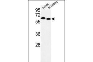 Western blot analysis of mouse Prodh Antibody (Center) (ABIN1881685 and ABIN2842377) in mouse liver, kidney tissue lysates (35 μg/lane). (PRODH antibody  (AA 130-155))