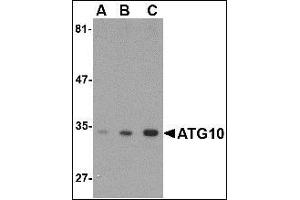 AP20062PU-N ATG10 antibody staining of SK-N-SH Cell Lysate by Western Blotting at (A) 0. (ATG10 antibody  (C-Term))