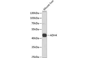 Western blot analysis of extracts of mouse liver, using  antibody (ABIN6131220, ABIN6136577, ABIN6136578 and ABIN6221110) at 1:1000 dilution. (ADH4 antibody  (AA 1-380))