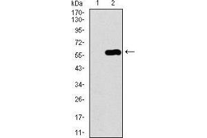 Western blot analysis using C17ORF53 mAb against HEK293 (1) and C17ORF53 (AA: 282-527)-hIgGFc transfected HEK293 (2) cell lysate. (C17orf53 antibody  (AA 282-527))