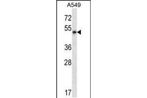 Western blot analysis in A549 cell line lysates (35ug/lane). (PNLIP antibody  (C-Term))