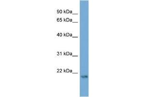 WB Suggested Anti-ATG12  Antibody Titration: 0.