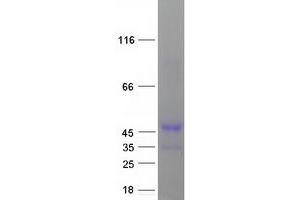 Validation with Western Blot (Cyclin Y Protein (CCNY) (Transcript Variant 1) (Myc-DYKDDDDK Tag))