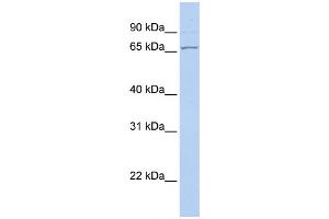 Western Blotting (WB) image for anti-DnaJ (Hsp40) Homolog, Subfamily C, Member 1 (DNAJC1) antibody (ABIN2459326)
