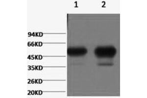 Western Blotting (WB) image for anti-Tubulin, beta 2A (TUBB2A) antibody (ABIN5956140) (TUBB2A antibody)