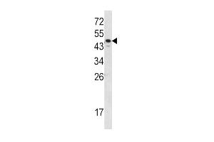 Western blot analysis of SERPINA7 Antibody (C-term) (ABIN390670 and ABIN2840965) in MDA-M cell line lysates (35 μg/lane). (SERPINA7 antibody  (C-Term))