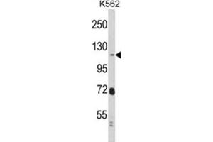 Western Blotting (WB) image for anti-Ras Interacting Protein 1 (RASIP1) antibody (ABIN3002848)