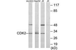 Western blot analysis of extracts from HuvEc/HepG2/Jurkat cells, using CDK2 Antibody. (CDK2 antibody  (AA 231-280))
