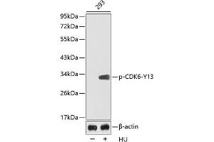 Western blot analysis of extracts from 293 cells using Phospho-CDK6-Y13 antibody (ABIN3020141, ABIN3020142, ABIN3020143 and ABIN1681462). (CDK6 antibody  (pTyr13))