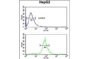 CDH20 Antibody (N-term) (ABIN653827 and ABIN2843095) flow cytometric analysis of HepG2 cells (bottom histogram) compared to a negative control cell (top histogram). (Cadherin 20 antibody  (N-Term))