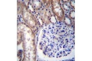 Immunohistochemistry analysis in formalin fixed and paraffin embedded human kidney tissue reacted with GNA14 Antibody (N-term) followed by peroxidase conjugation of the secondary antibody and DAB staining. (GNa14 antibody  (N-Term))