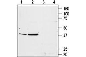 Western blot analysis of rat liver (lanes 1 and 3) and rat kidney (lanes 2 and 4) membranes: - 1,2. (Angiotensin II Type-1 Receptor antibody  (Extracellular, N-Term))