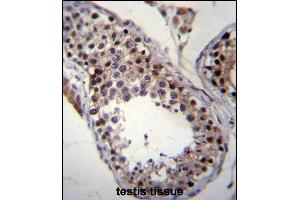 SPT19 Antibody (C-term) (ABIN657019 and ABIN2846198) immunohistochemistry analysis in formalin fixed and paraffin embedded human testis tissue followed by peroxidase conjugation of the secondary antibody and DAB staining. (SPATA19 antibody  (C-Term))