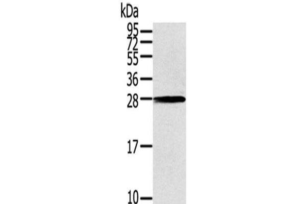 THAP3 antibody