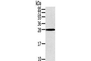 Western Blot analysis of 231 cells using THAP3 Polyclonal Antibody at dilution of 1/200 (THAP3 antibody)
