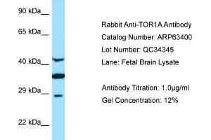 Western Blotting (WB) image for anti-Torsin Family 1, Member A (Torsin A) (TOR1A) (C-Term) antibody (ABIN2789483) (TOR1A antibody  (C-Term))