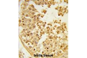 Formalin-fixed and paraffin-embedded human testis tissue reacted with WDR37 Antibody (C-term), which was peroxidase-conjugated to the secondary antibody, followed by DAB staining. (WDR37 antibody  (C-Term))