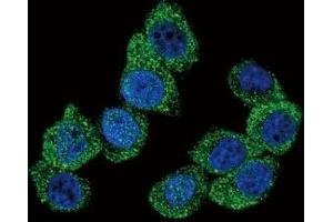 Confocal immunofluorescent analysis of PGK1 antibody with HeLa cells followed by Alexa Fluor 488-conjugated goat anti-rabbit lgG (green). (PGK1 antibody  (AA 117-145))