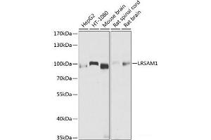 Western blot analysis of extracts of various cell lines using LRSAM1 Polyclonal Antibody at dilution of 1:1000. (LRSAM1 antibody)
