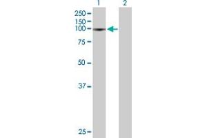 Western Blot analysis of ZNF828 expression in transfected 293T cell line by ZNF828 MaxPab polyclonal antibody. (ZNF828 antibody  (AA 1-812))