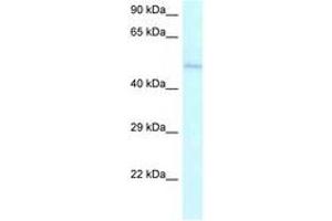 Image no. 1 for anti-Ameloblastin (Enamel Matrix Protein) (AMBN) (AA 286-335) antibody (ABIN6747537) (AMBN antibody  (AA 286-335))