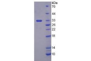 Image no. 1 for Cytochrome P450, Family 1, Subfamily A, Polypeptide 2 (CYP1A2) (AA 192-444) protein (His tag) (ABIN4989782)
