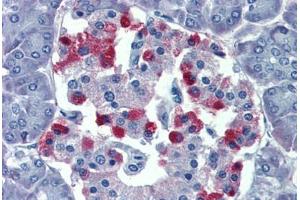 Pancreas, Human: Formalin-Fixed, Paraffin-Embedded (FFPE) (GNAS antibody  (AA 36-85))