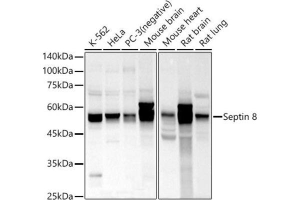 Septin 8 antibody  (AA 348-427)